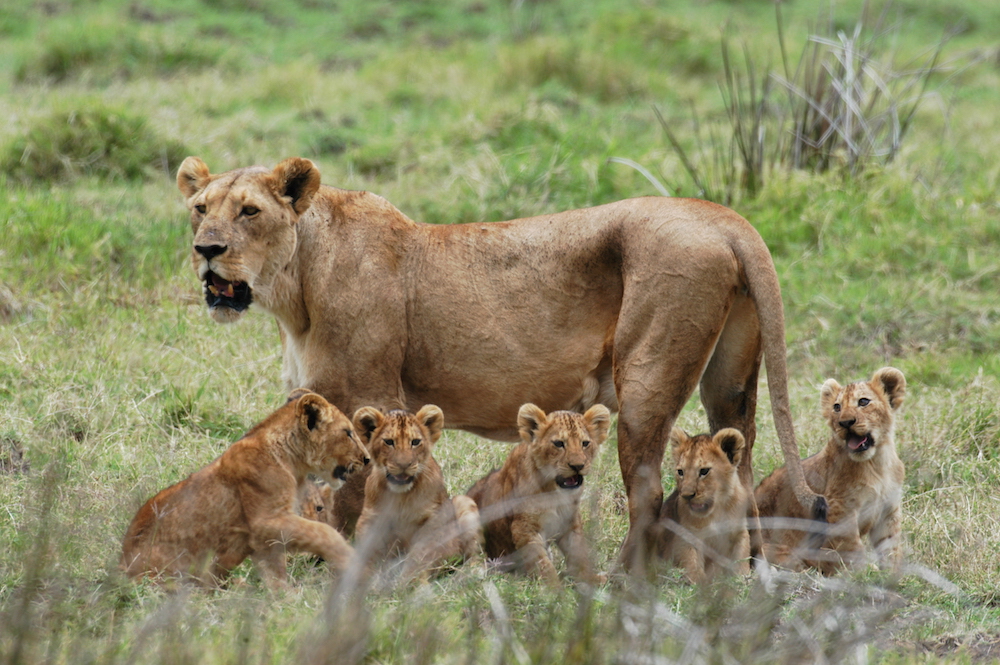 Mikumi National Park - Tanzania Parks Adventure